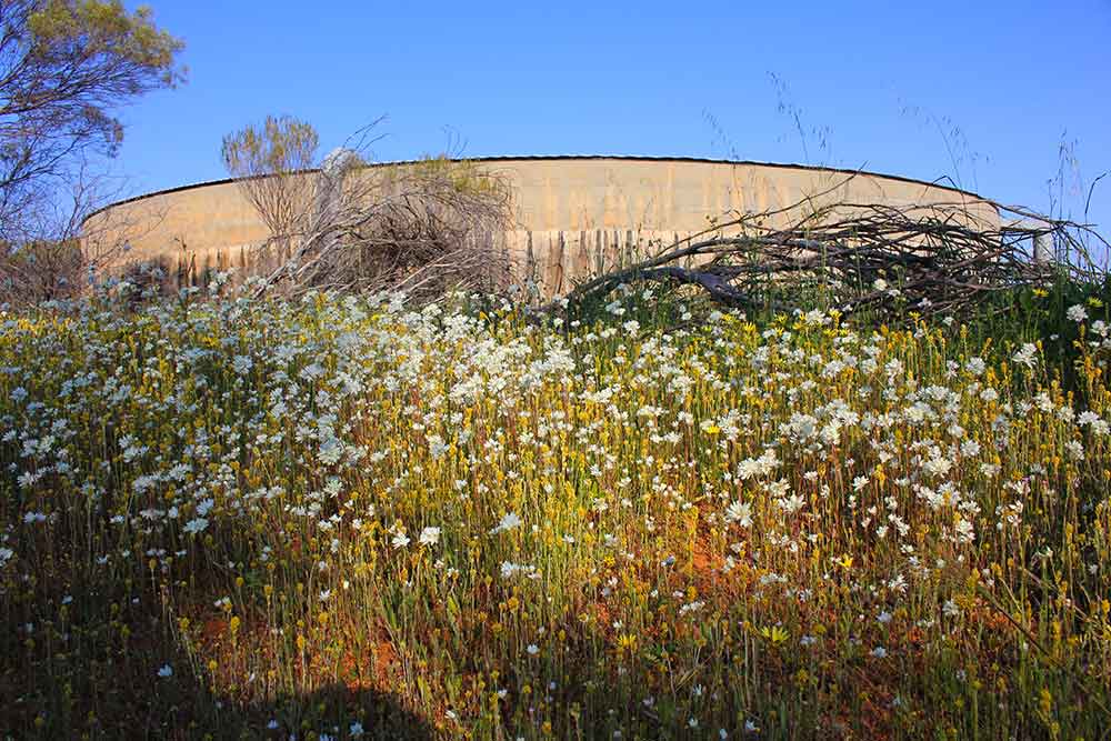 a photo of Beacon landmark Crimpy's Tank reservoir with wildflowers in foreground