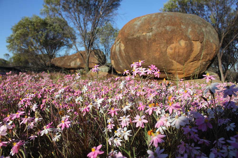 Wildflowers, trees and boulders at Datjoin in the central wheatbelt of Western Australia