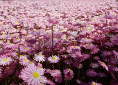a field of pink Everlastings wildflowers in the central wheatbelt of Western Australia