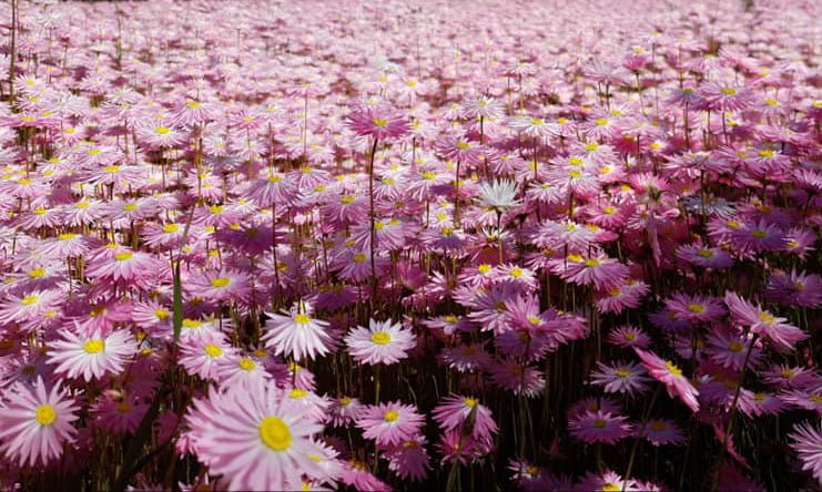 a field of pink Everlastings wildflowers in the central wheatbelt of Western Australia